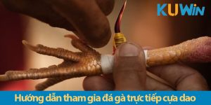 Đá gà cựa dao truc tiep: Trải nghiệm cá cược đầy kịch tính và cơ hội phát tài